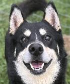 Krypto